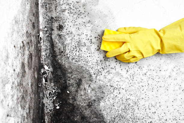 Best Mold Testing  in Emerson, GA