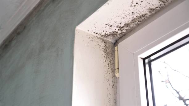 Office Mold Removal Services in Emerson, GA