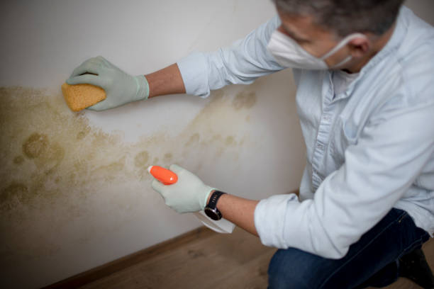 Best Mold Removal and Inspection  in Emerson, GA