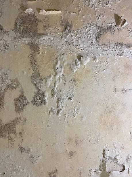 Best Same-Day Mold Removal  in Emerson, GA