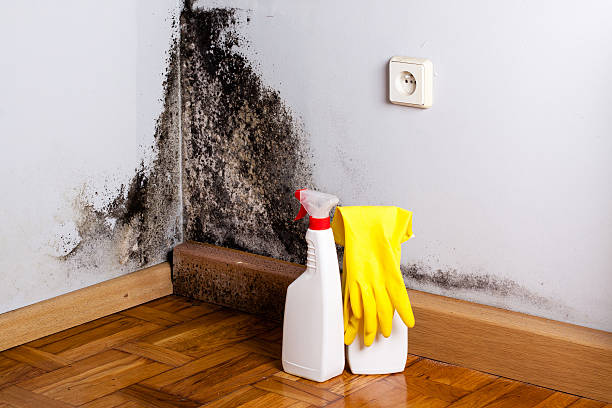 Best Office Mold Removal Services  in Emerson, GA